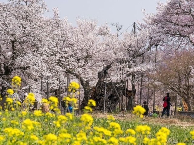 山高神代桜