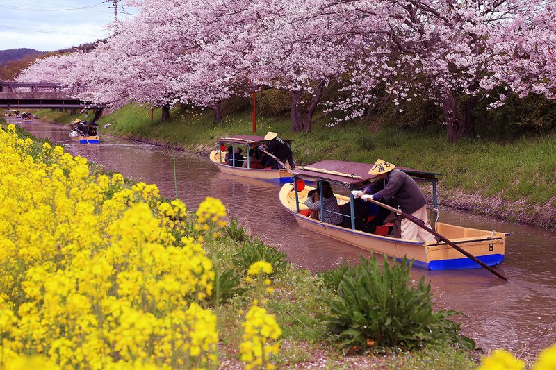 近江八幡の水郷