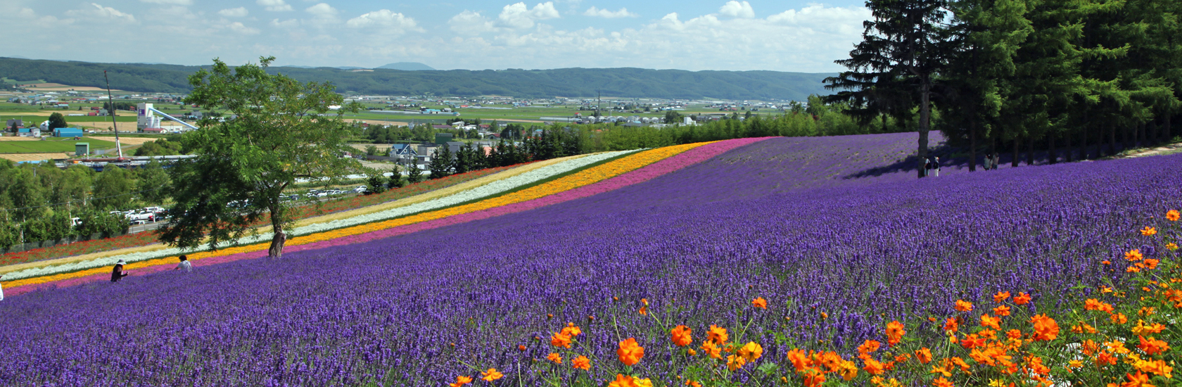 ラベンダー畑